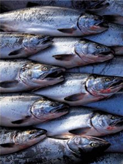 Image for “Fish where the fish are”.  Can simple marketing lessons help a nation grow?